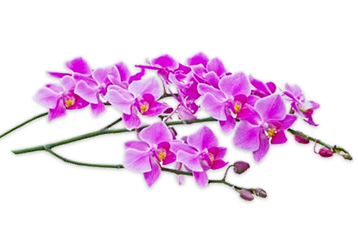 Orchidaceae Flower