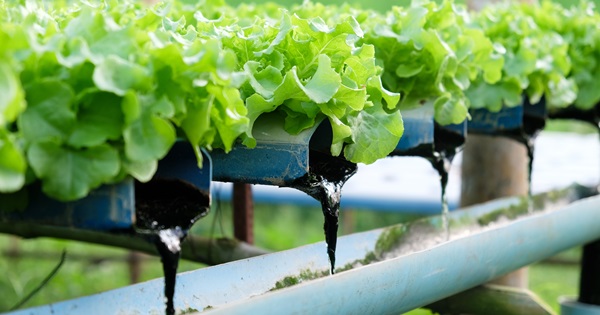 Hydroponics: Getting to the Root of the Myths Biology Diagrams