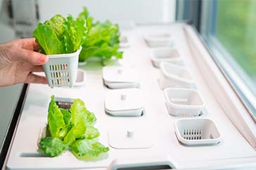 Home Hydroponics 101: Starter Guide for First-Time Growers