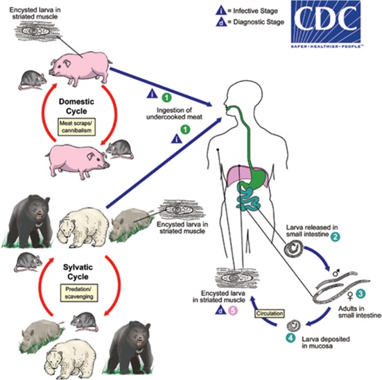 The life cycle of Trichinella