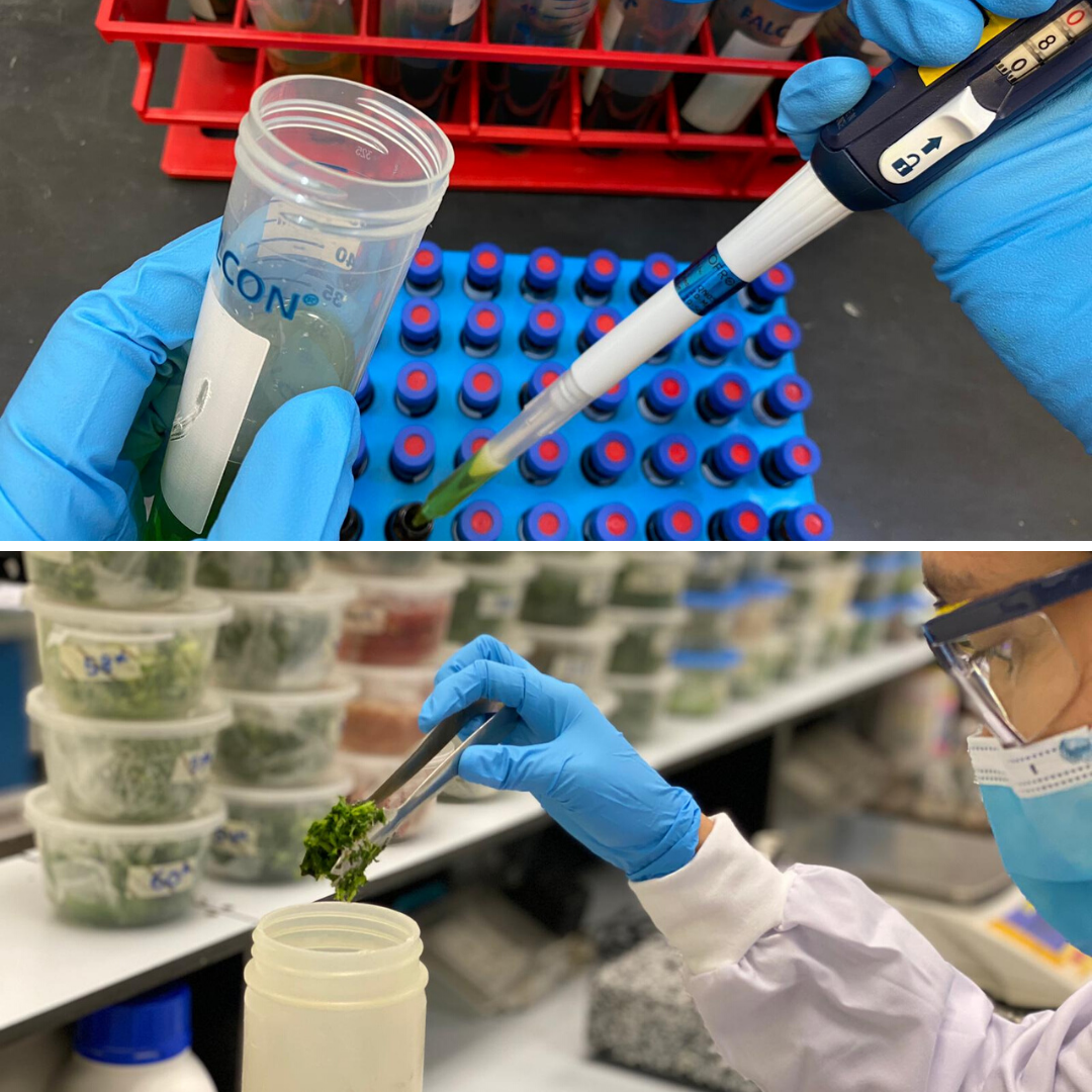 Pesticide residue test Pesticide residue test