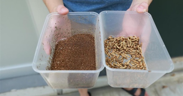 BSF larvae BSF larvae