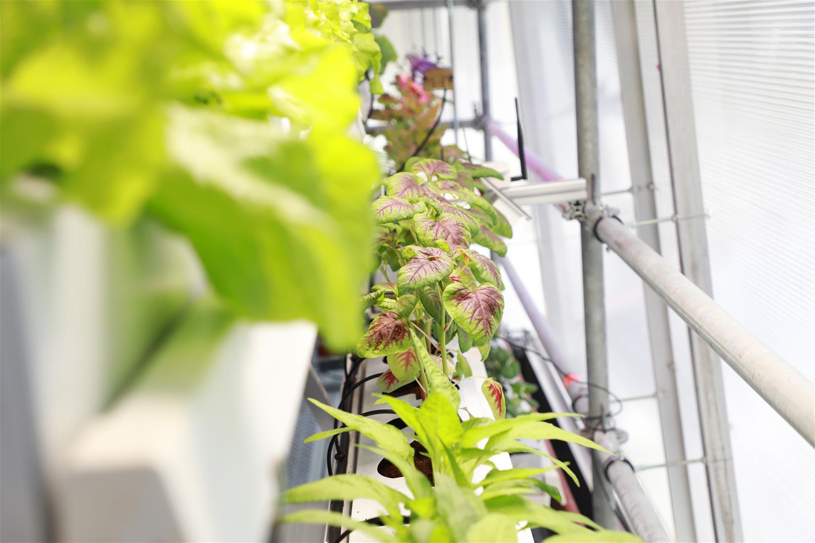 Vertical high-tech farm Vertical high-tech farm