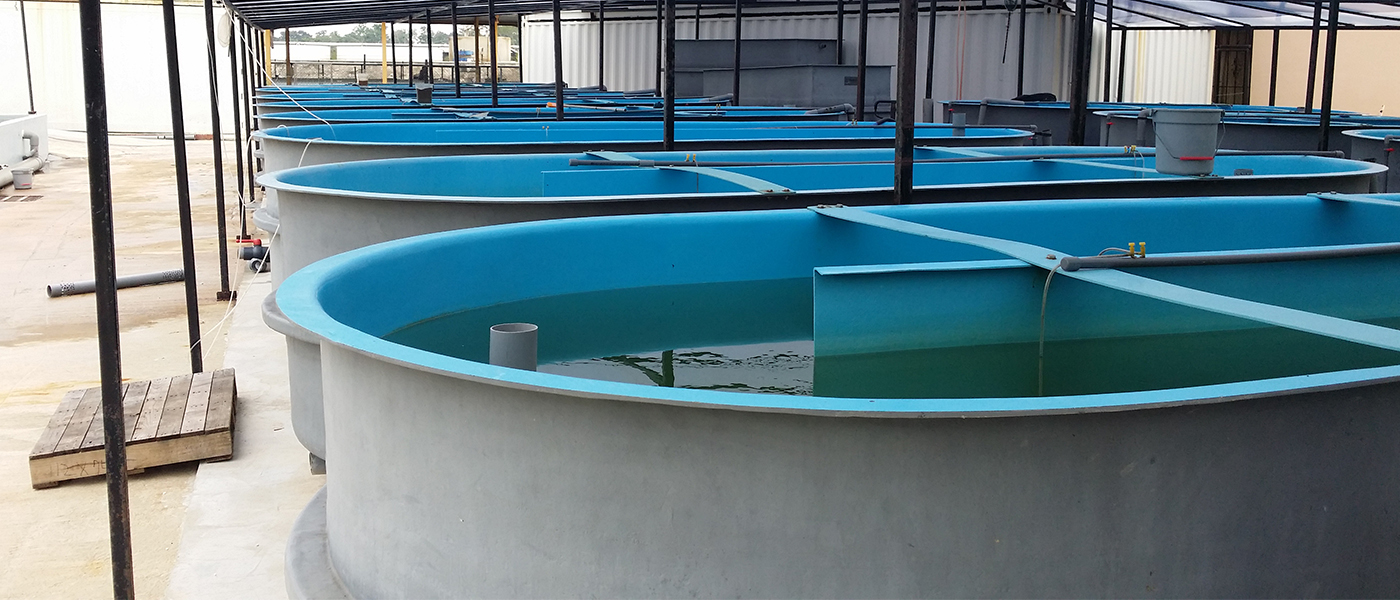 Aquaculture in the 21st century embraces automation and technology to reduce the reliance on manpower. Aquaculture in the 21st century embraces automation and technology to reduce the reliance on manpower.