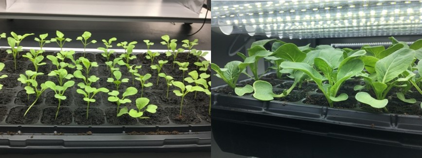 cai xin seedlings under low and high light intensity