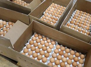 Resilient importers bring in new egg supply from Europe