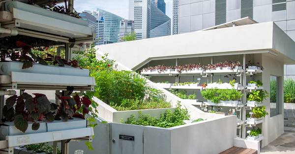 Edible Garden City at Funan