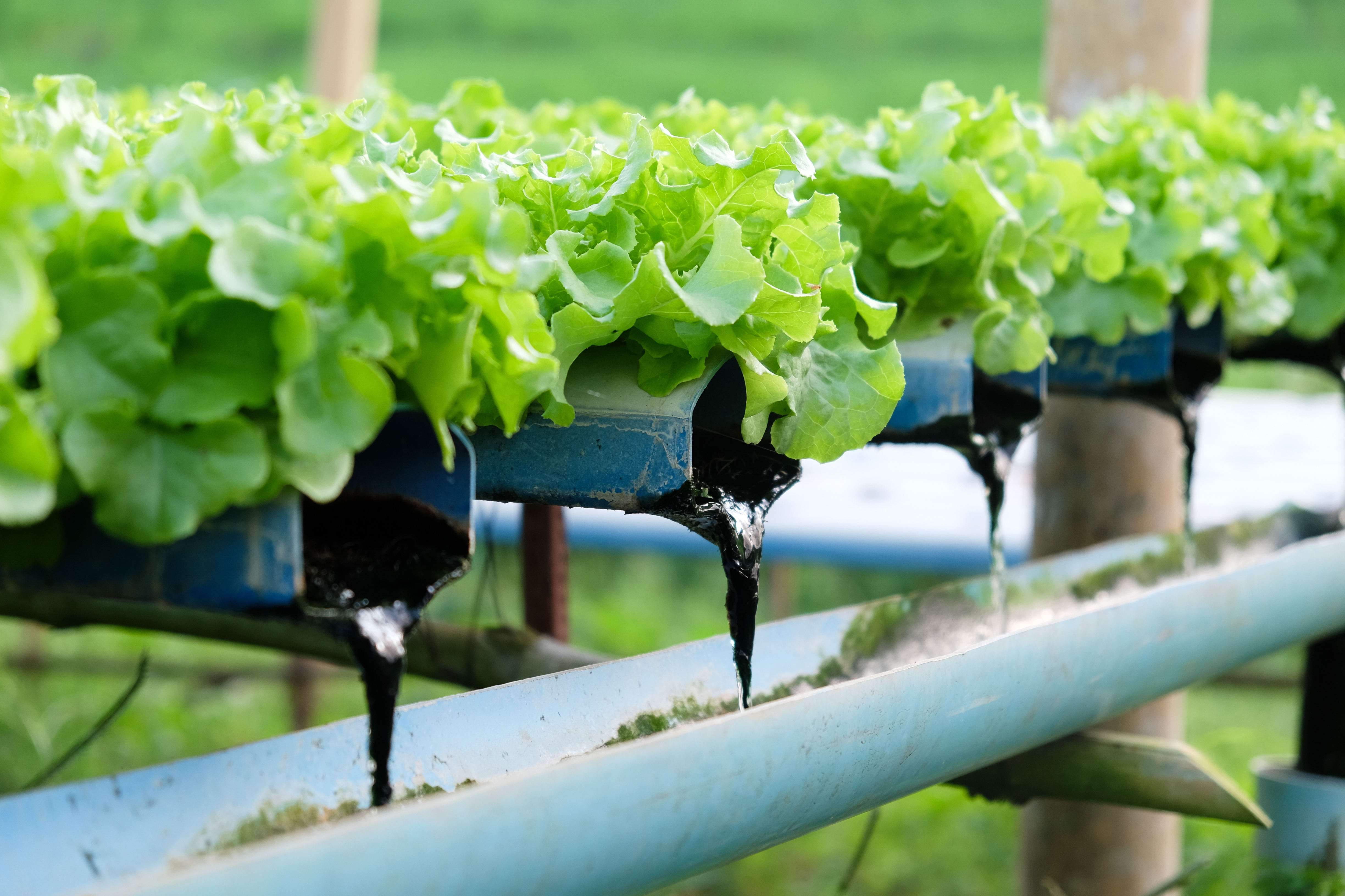 hydroponics-vegetable-farm-2021-10-20-07-29-04-utc