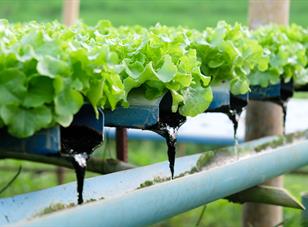 Hydroponics: Getting to the Root of the Myths