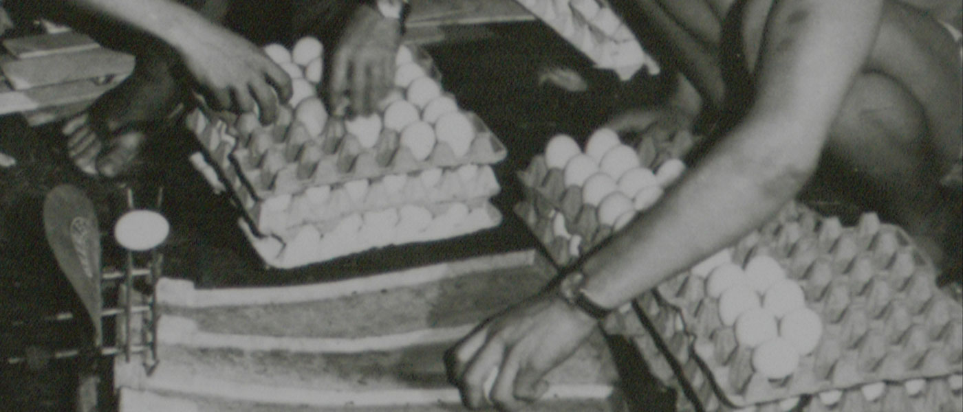 In 1968, there were thousands of chicken layer farms of various sizes. They produced 315 million eggs that year.