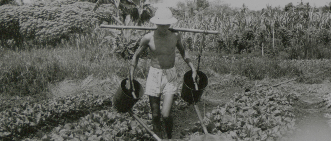 In the 1960s, traditional methods of vegetable gardening were followed, such as the preparation of raised beds, elaborate procedures of sowing, morning-and-evening watering, and frequent hand weeding.