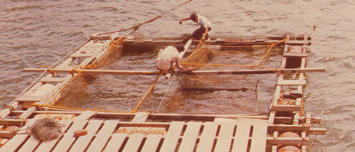 In the 1970s, PPD began to encourage kelong operators to venture into cage-net cultivation of fishes.