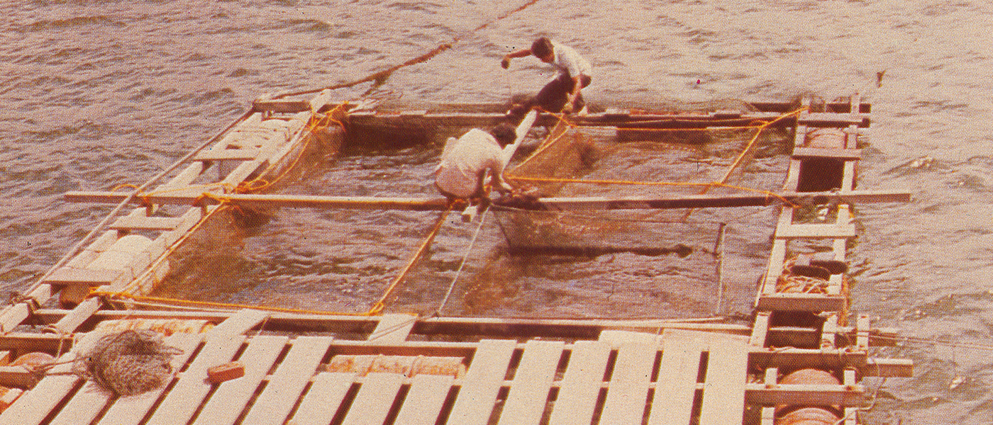 In the 1970s, PPD began to encourage kelong operators to venture into cage-net cultivation of fishes. In the 1970s, PPD began to encourage kelong operators to venture into cage-net cultivation of fishes.