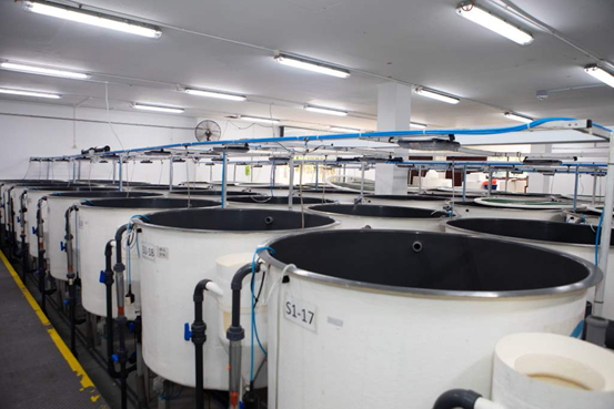 Recirculatory Aquaculture System at the Marine Aquaculture Centre in Singapore