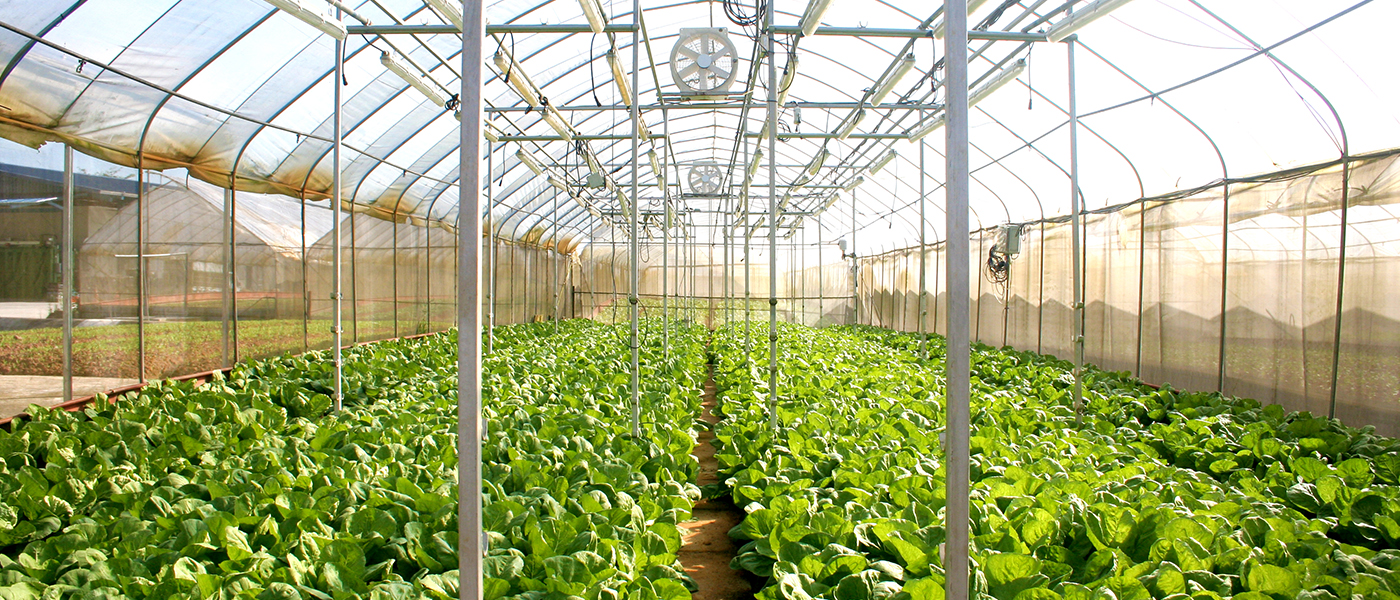 Modern vegetable farms today use automation to save time and costs. For example, solar energy is used to automate ventilation fans and supplementary lighting. Irrigation is done via overhead sprinklers.