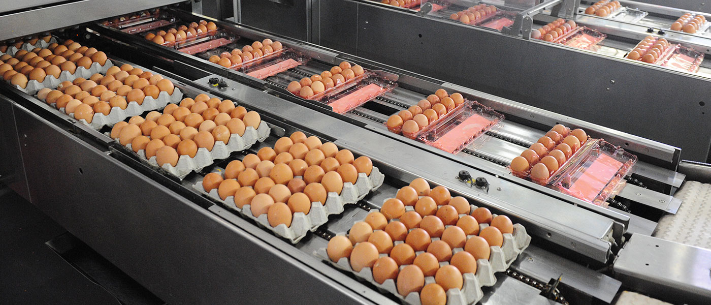 Now, farms are located in Agrotechnology Parks that are well-equipped with modern infrastructure and facilities. Automation is deployed, from the stages of packing to cleaning of cages, to increase productivity.