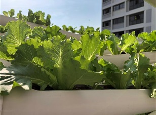 Producing more, sustainably