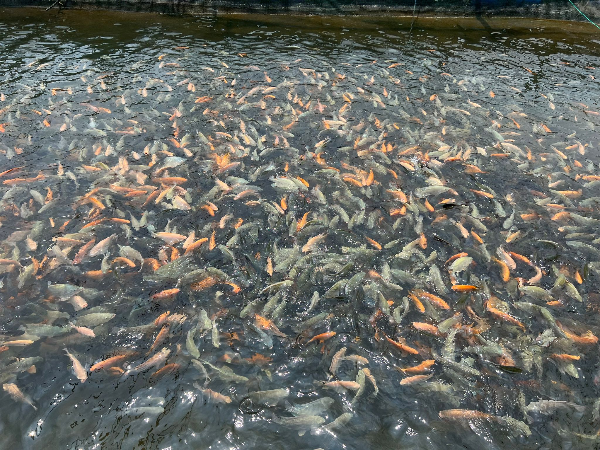 Local tilapia being reared in Singapore Local tilapia being reared in Singapore