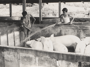 Journeys of Transformation: Singapore's Pig Farmers after Pig Farming