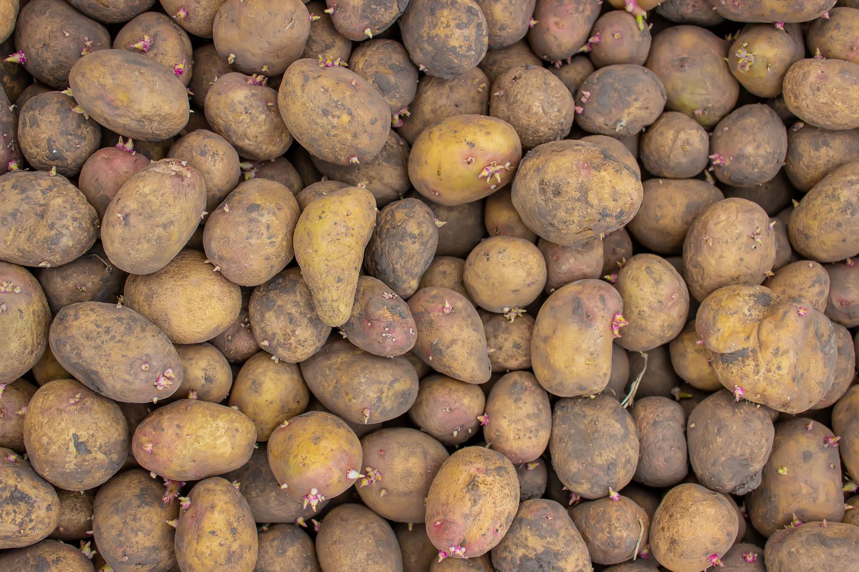 potatoes-for-planting-on-a-farm-in-a-box-2022-07-12-05-59-58-utc