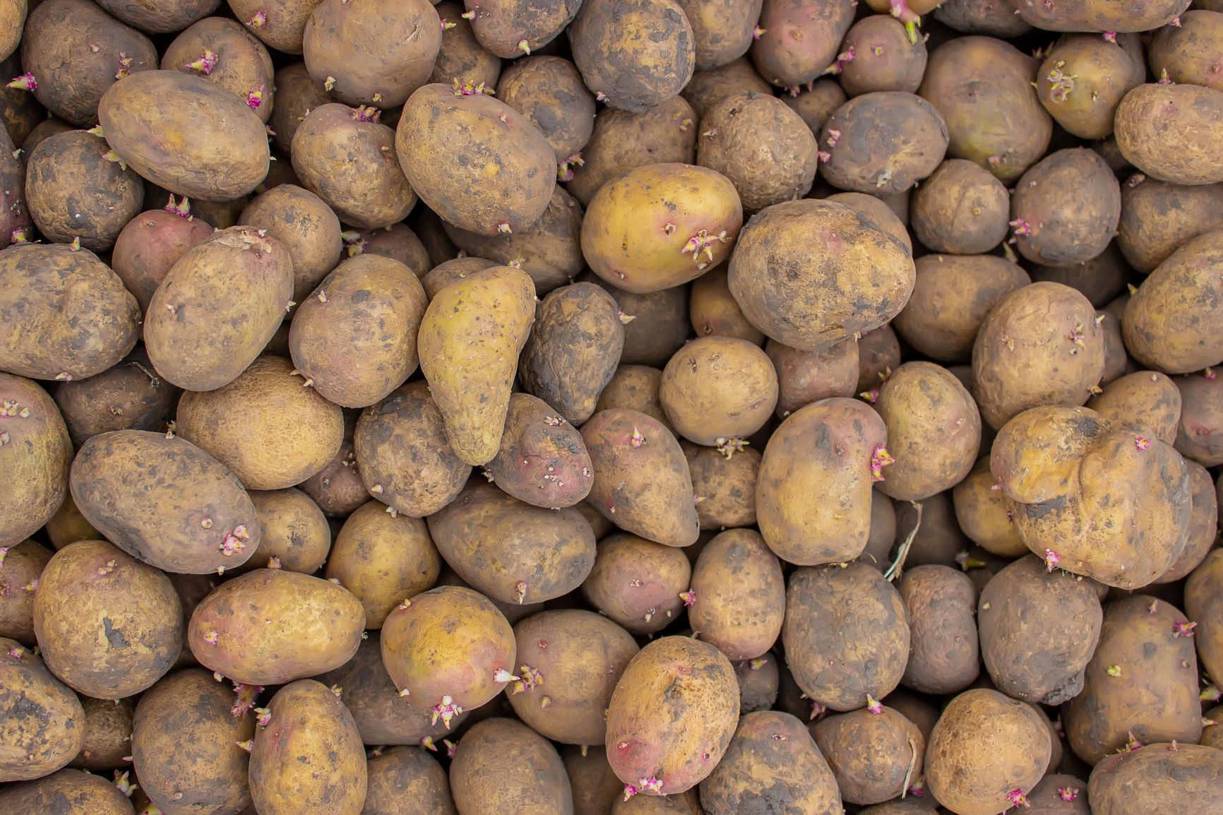 potatoes-for-planting-on-a-farm-in-a-box-2022-07-12-05-59-58-utc potatoes-for-planting-on-a-farm-in-a-box-2022-07-12-05-59-58-utc