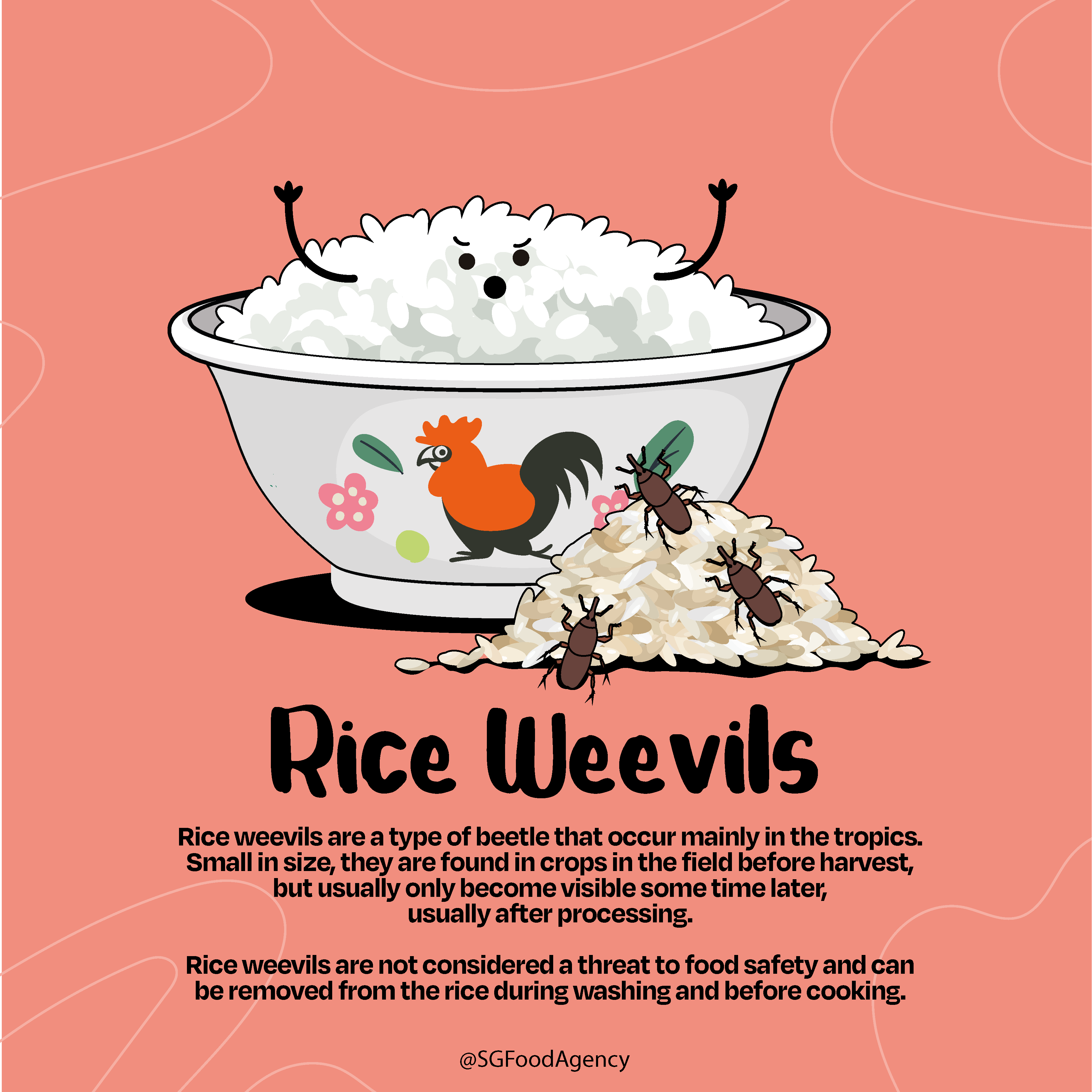 What are rice weevils