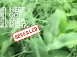 Here got farm meh? - Edible Garden City