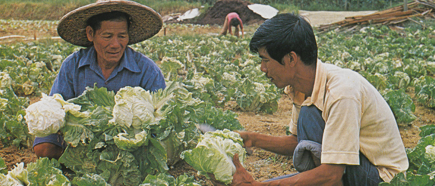 The majority of Singapore’s farmers were engaged in intensive market gardening of fresh vegetables.