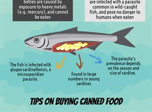 Sardines with egg-like objects in their stomachs: are they harmful?