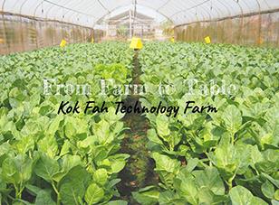 Singapore’s Modern Farms Series: Kok Fah Technology Farm