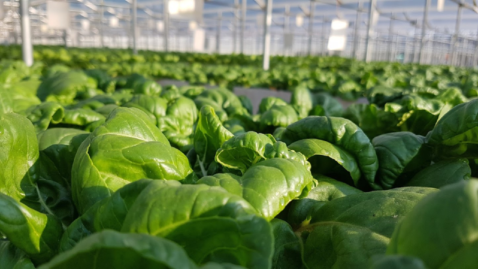 What goes into high-tech vegetable farming? Image
