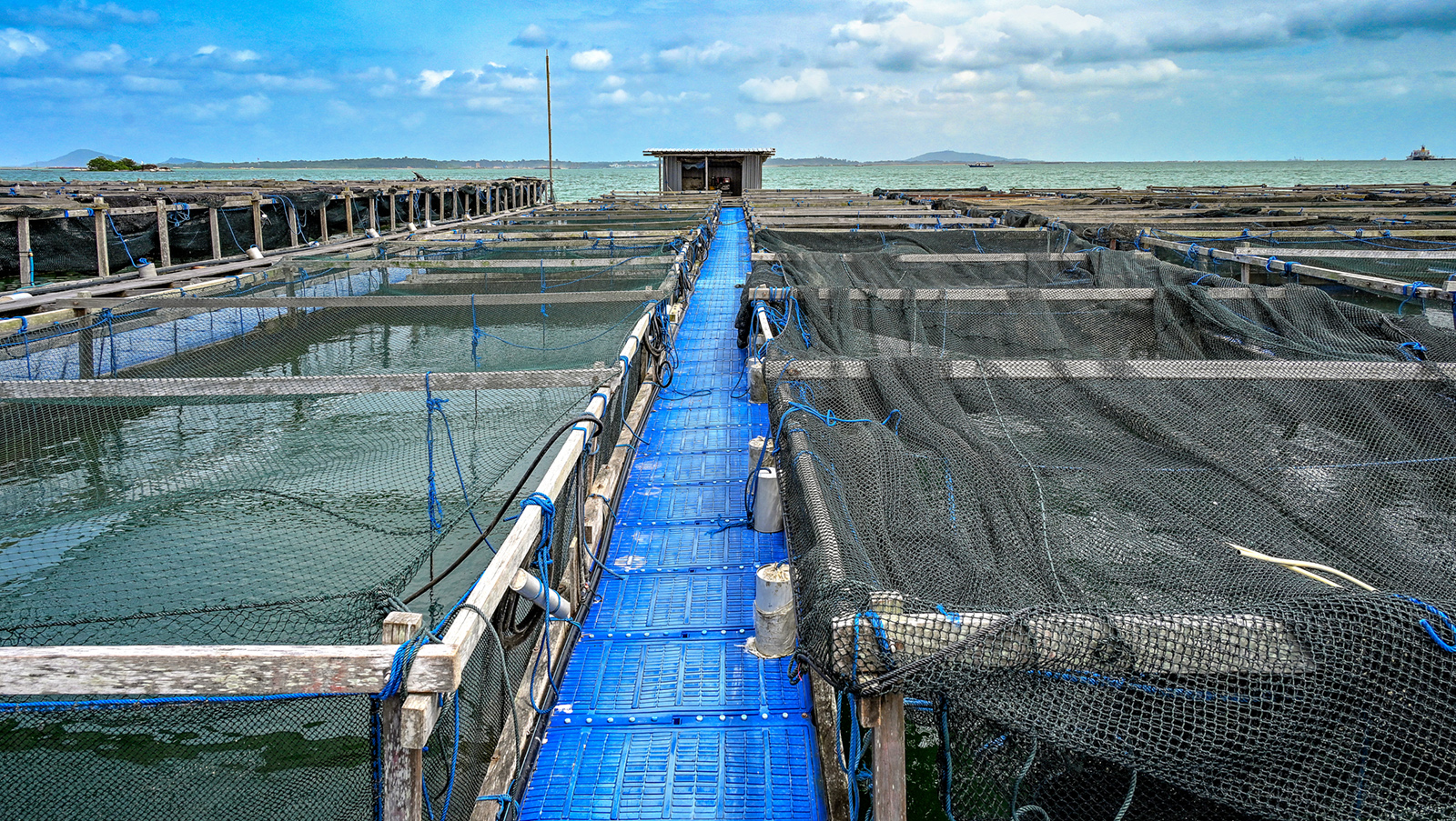 What inspired you to join the aquaculture industry? Image