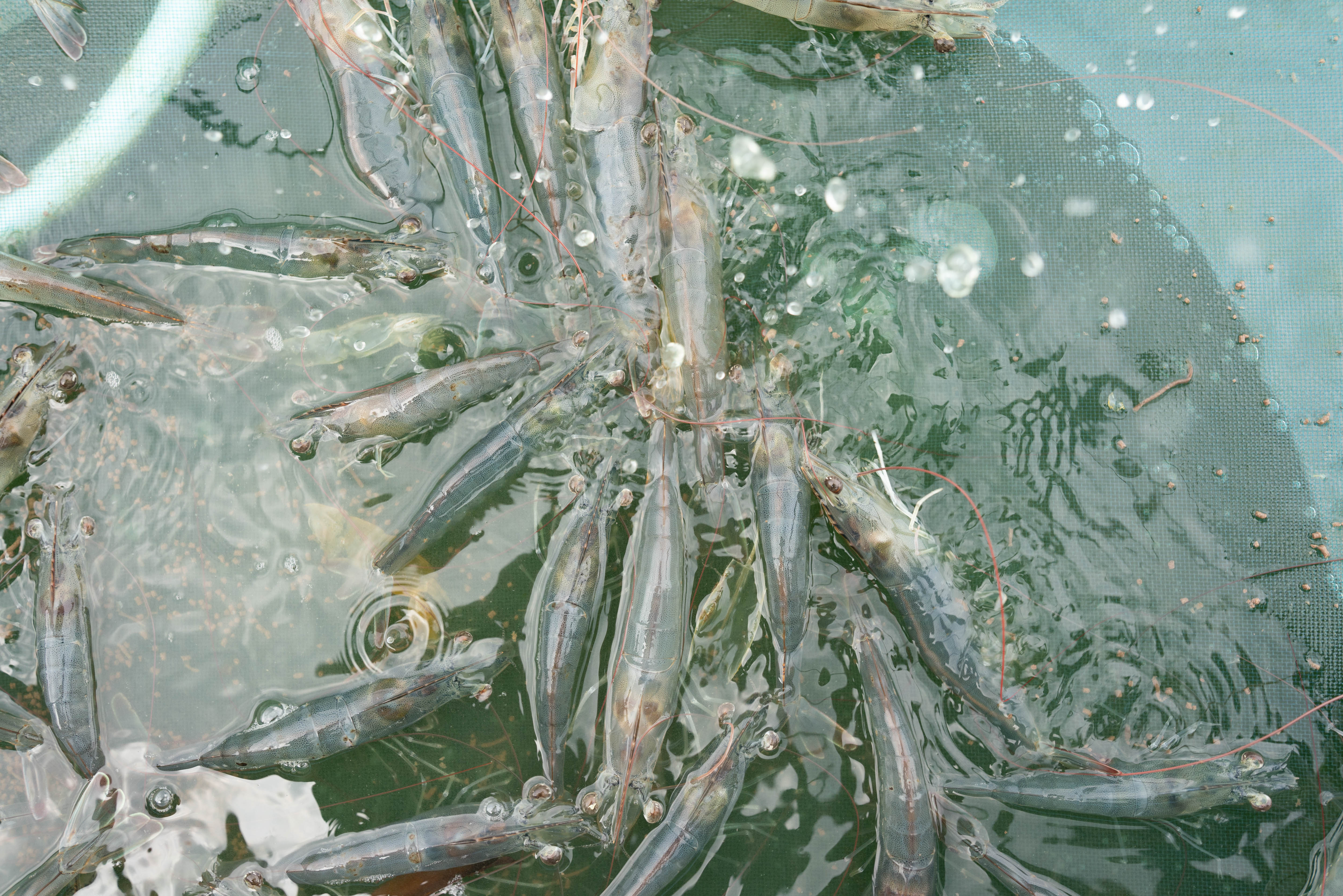 Shrimp cocktail—An intricate ecosystem