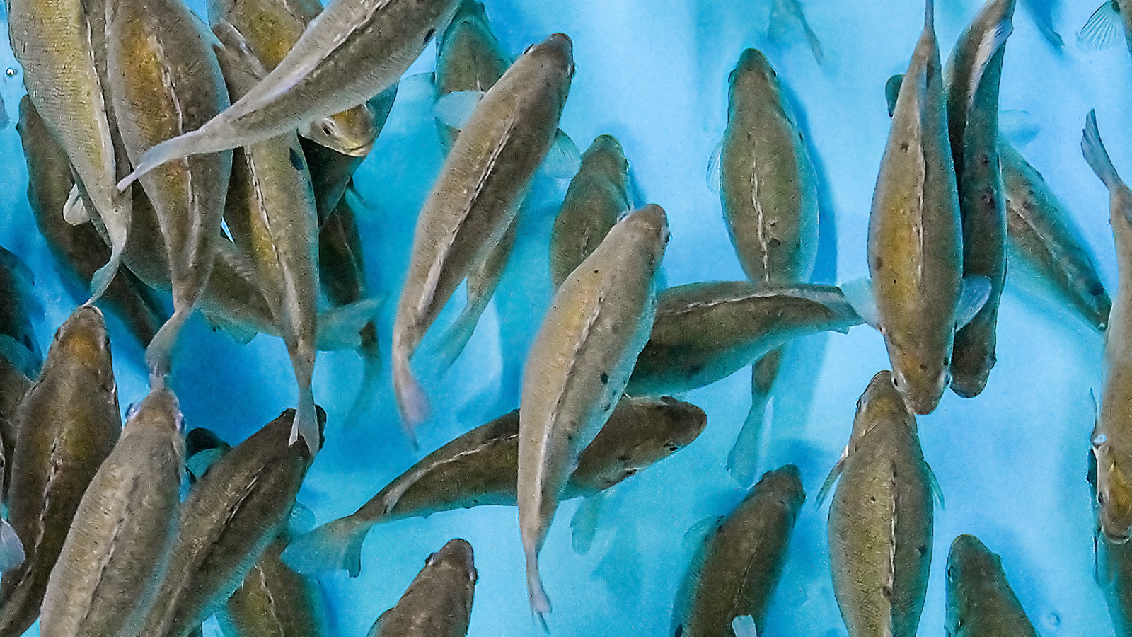 BOAT - The local farm that nurtures fish indoors. | SFA