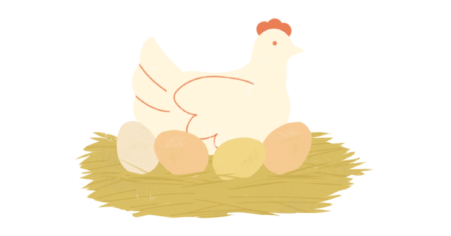 Chew's Agriculture - An egg takes approx 24-26 hours to form
