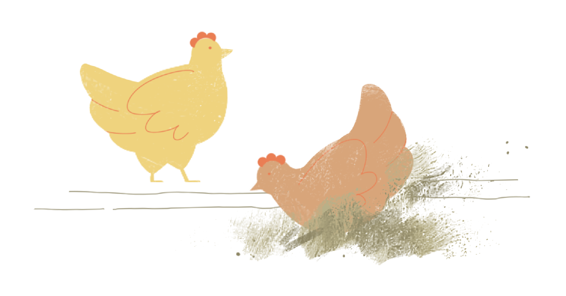 Chew's Agriculture - Chickens dig shallow ditches in soil or dirt