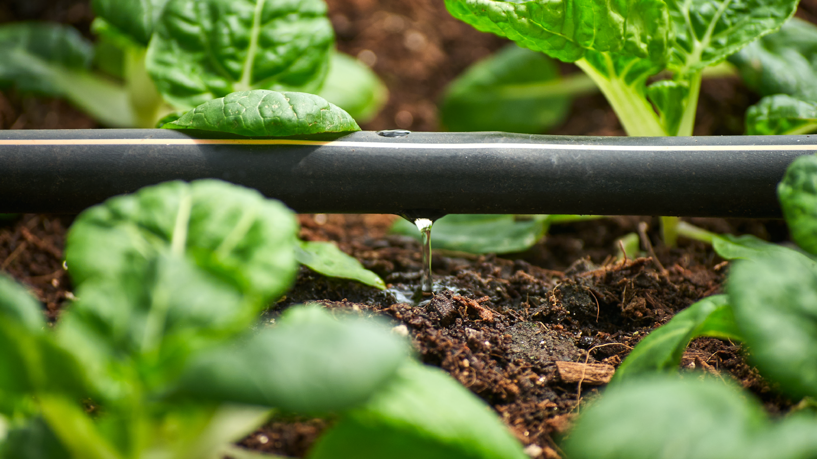 Drip irrigation
