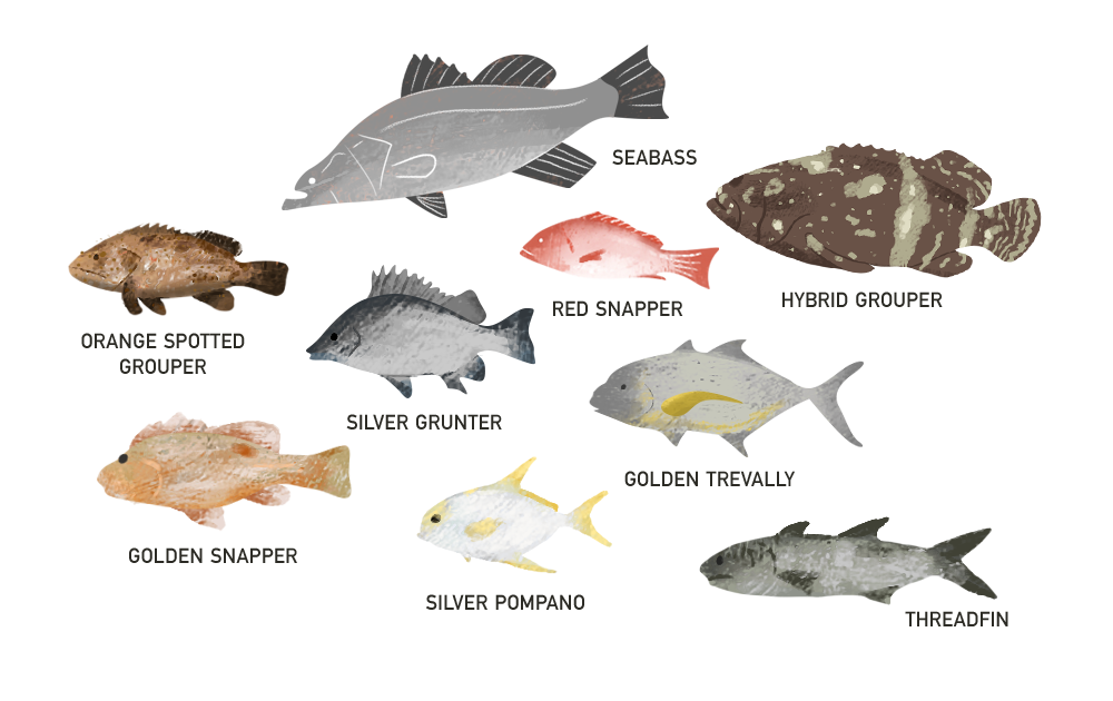 Raises 9 species of fish