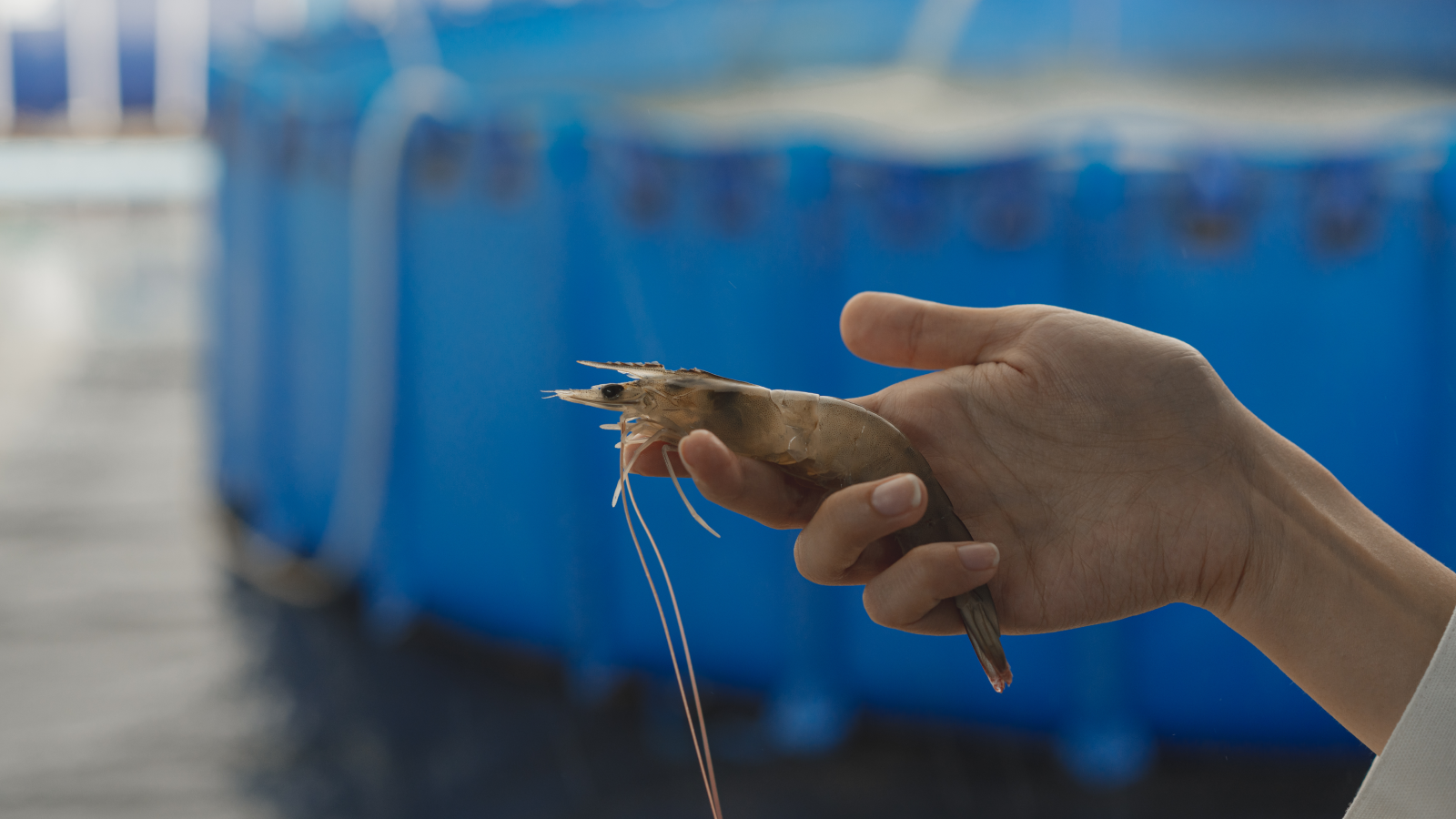Blue Aqua International- Disease management