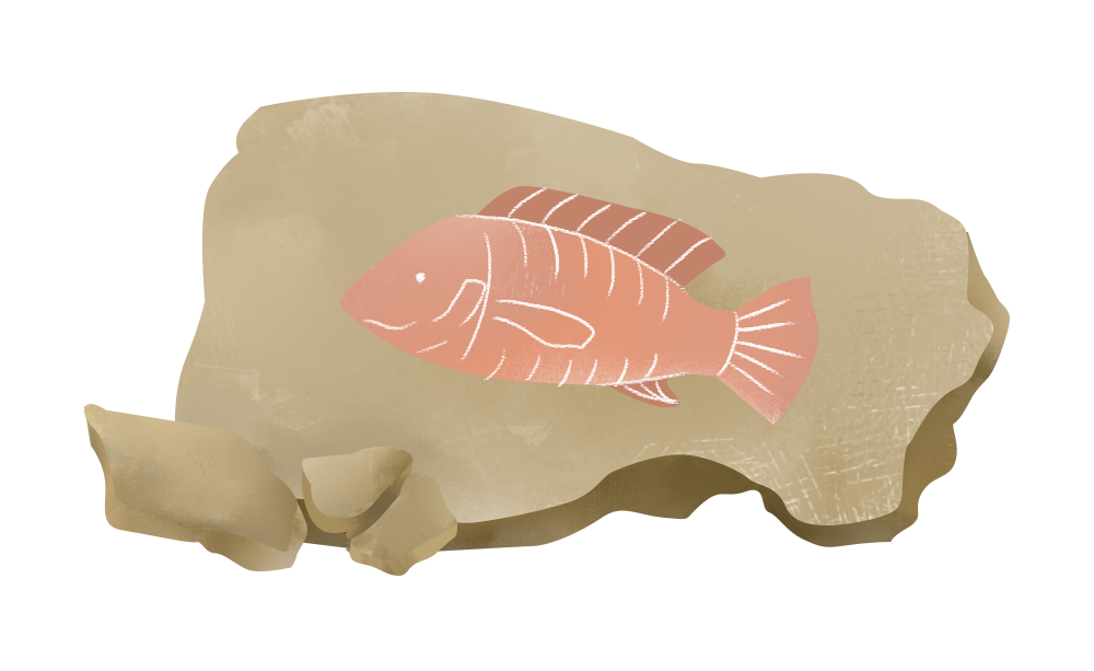 BOAT - Tilapia farming can be dated back thousands of years to ancient Egypt.