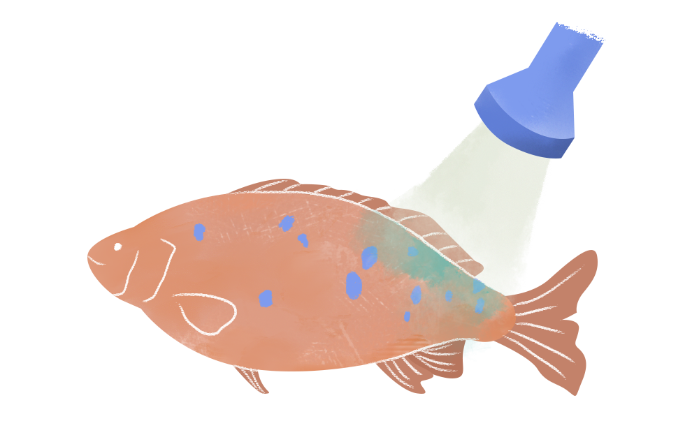 BOAT - Jade perch gets its name from the distinctive green hue of its dorsal scales under light.