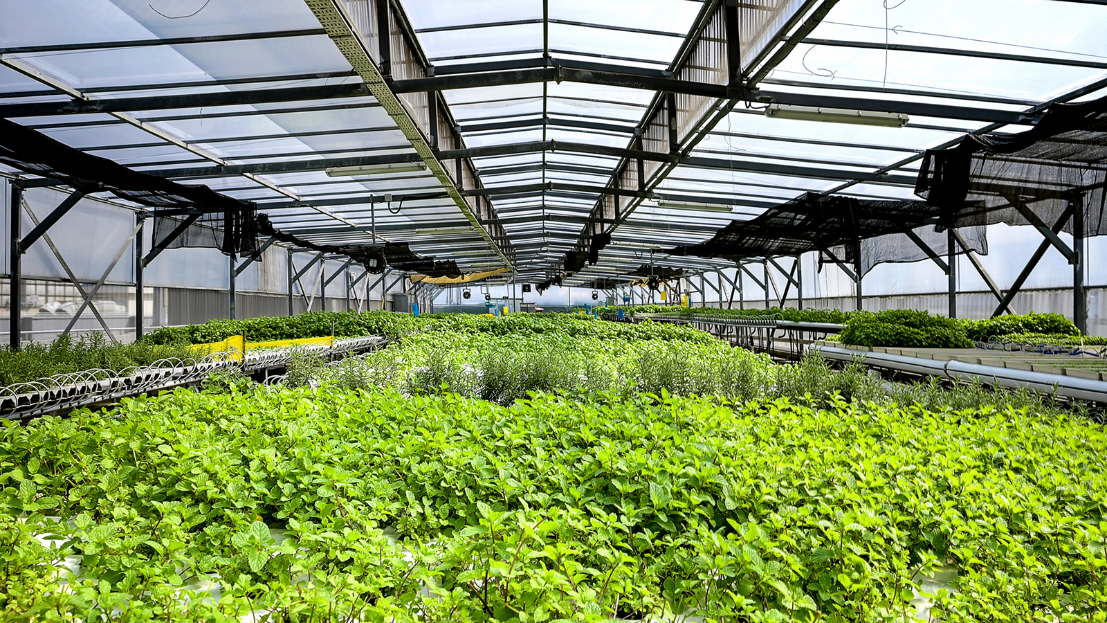 ComCrop