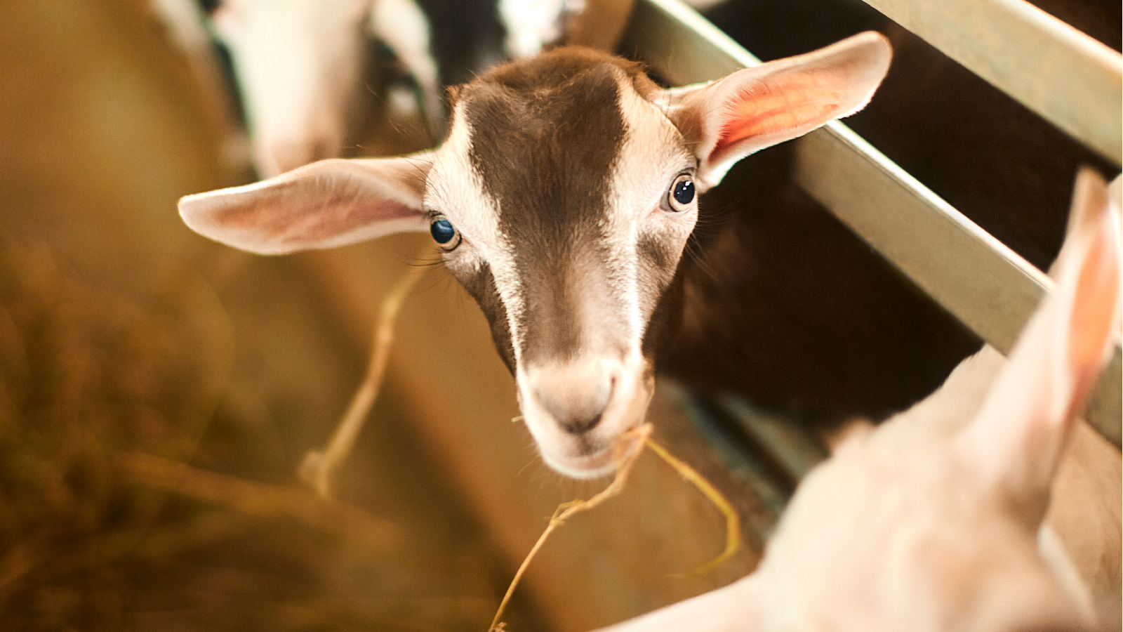 Goat gourmands