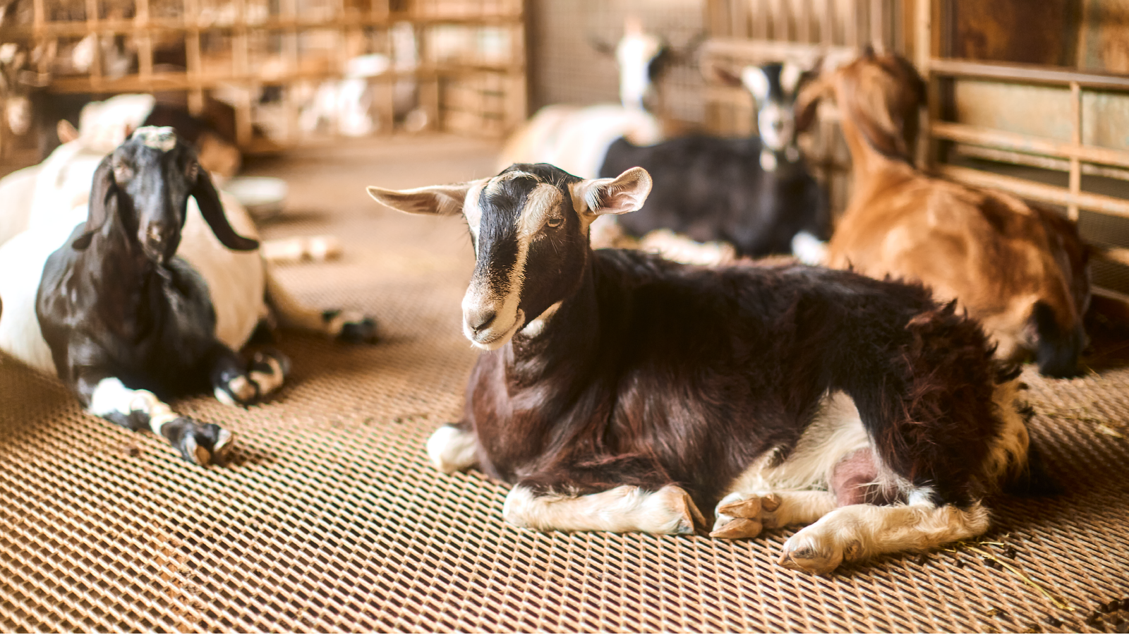 Pasteurised for your peace of mind
