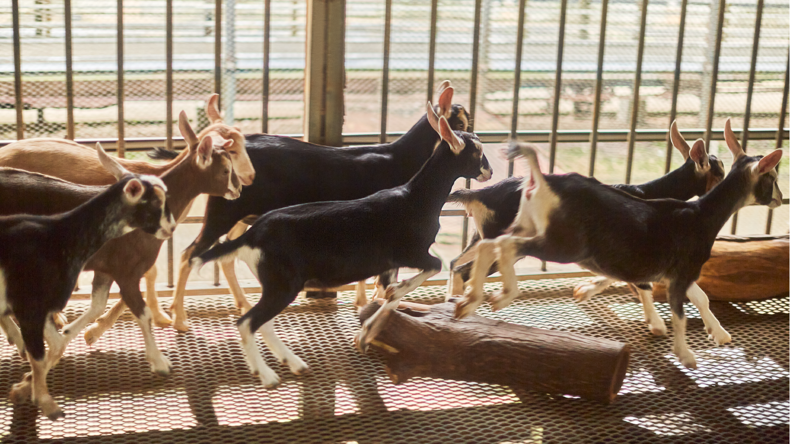 Animal exercise routines