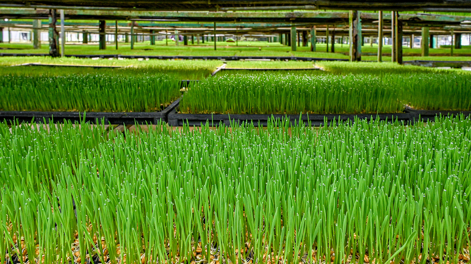 Kin Yan Agrotech