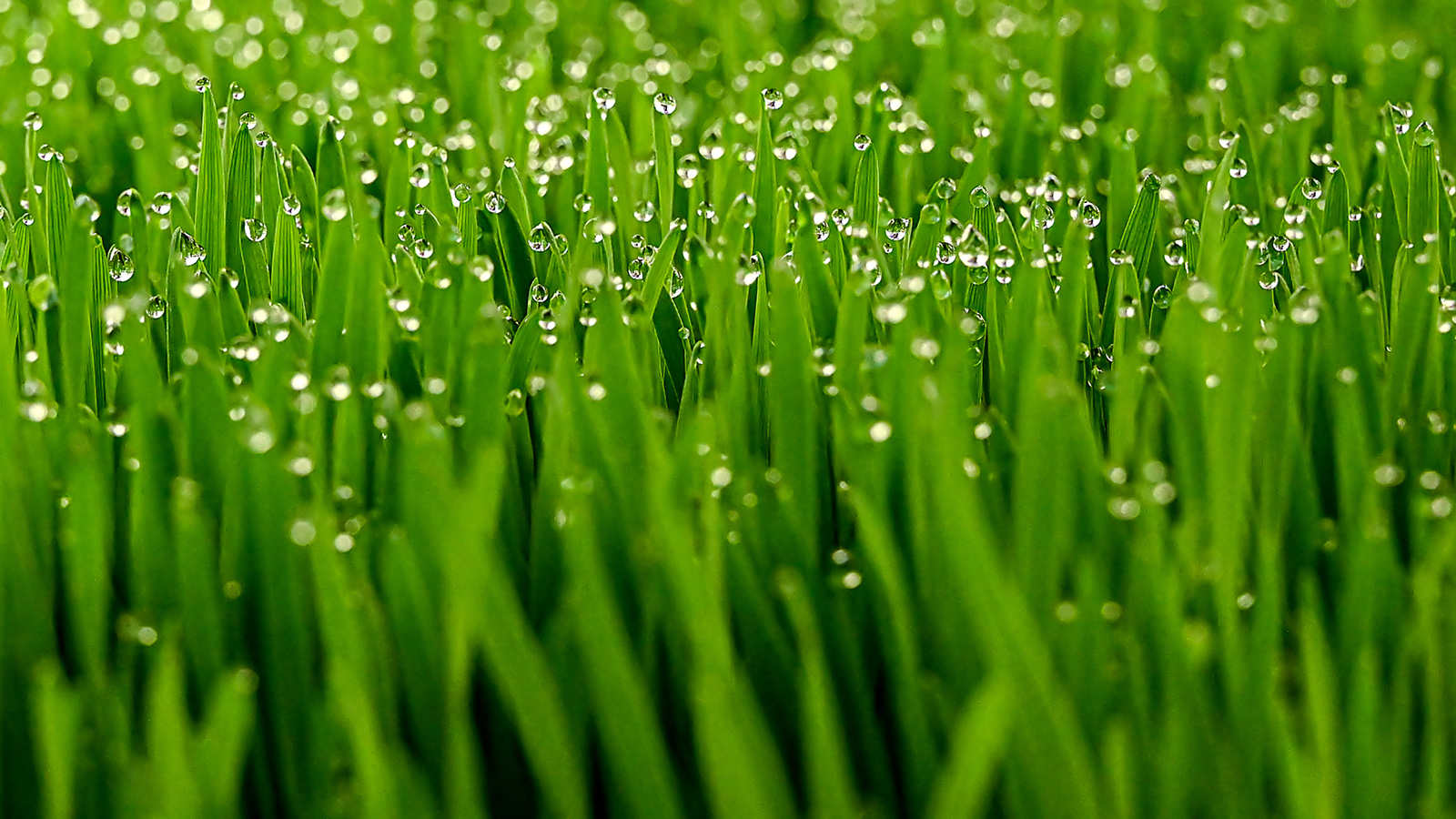 Kin Yan - The wonders of wheatgrass