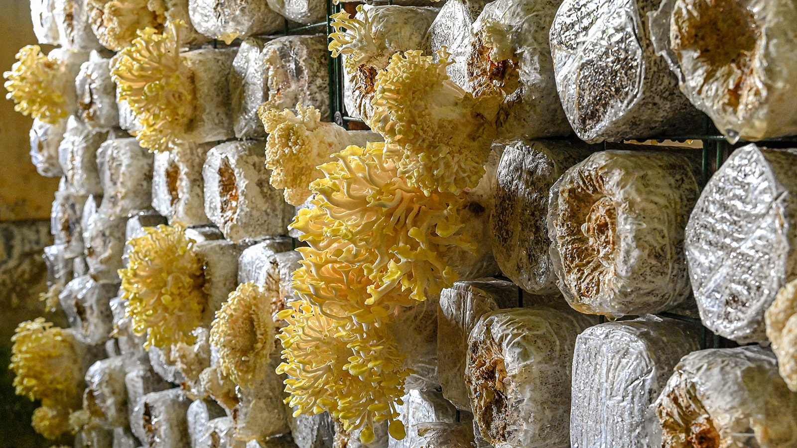 Kin Yan - Mushroom farming 101
