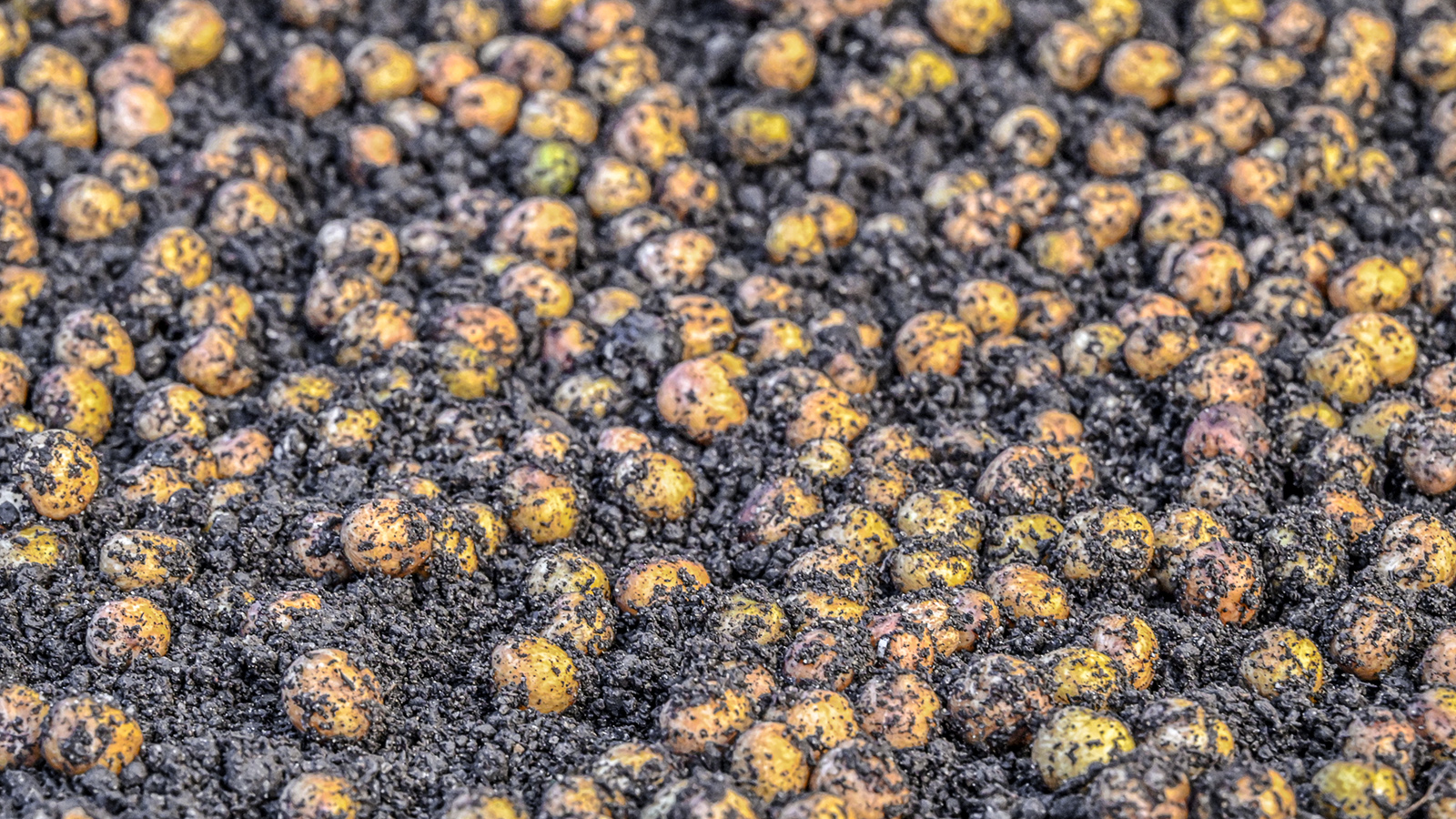 Kin Yan - Creating custom compost