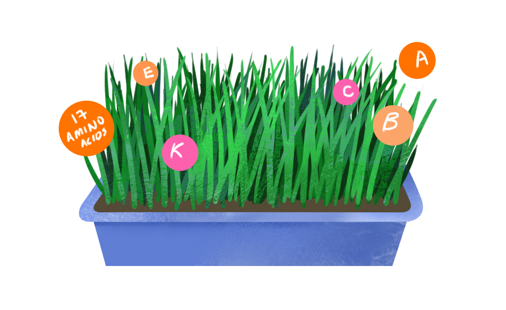 Kin Yan - Wheatgrass contains 17 amino acids, alongside vitamins A, C, E K and B complex.